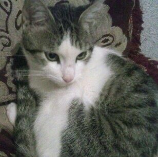 comac54's profile picture. AMINA16