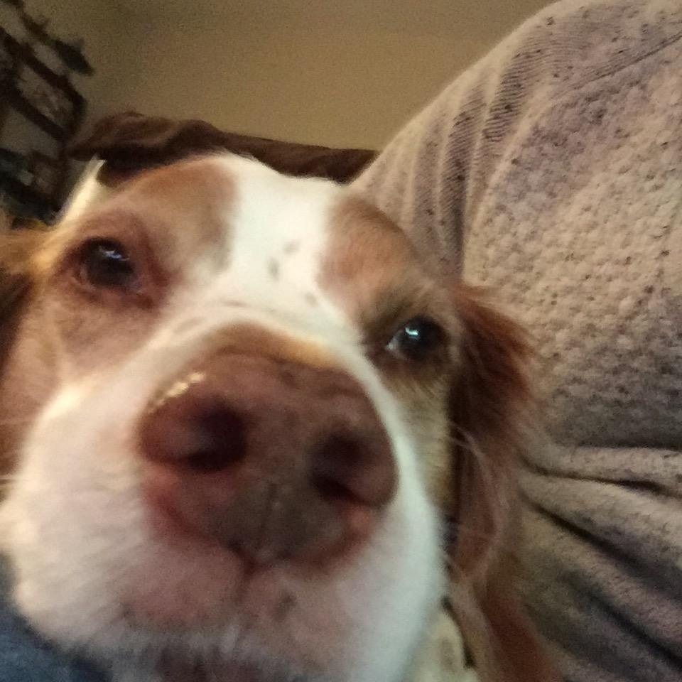 berkley_frank's profile picture. I am a very curious and handsome Brittany Spaniel! With an interest in politics, current events, and squirels. my favorite bird is the robin so magestic...