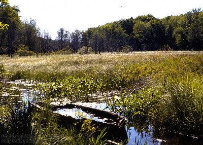 . Wetlands provide many economic services; Flood Control, Tourism, Recreaction, and Imporves water quality.