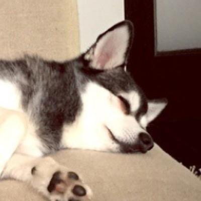 TheFoxMaslow's profile picture. 