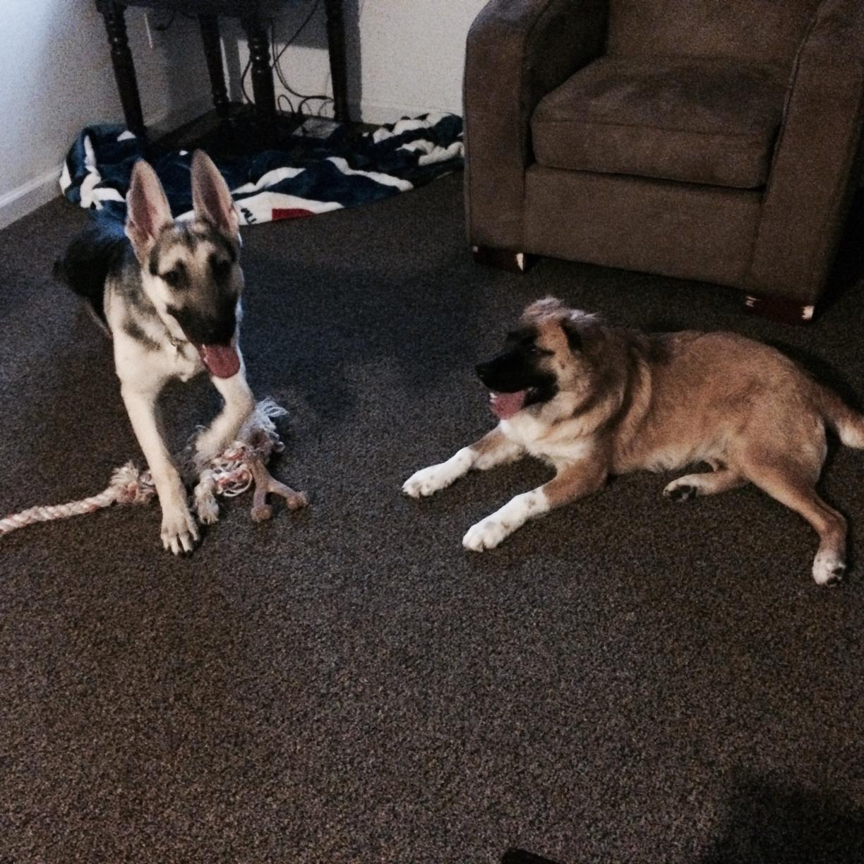 Going out? Date night? Don't leave your pup at home, bring them to us and let them have some fun! Visit our website for rates and services!