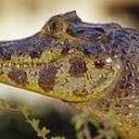 Justice White - @87460e50c920443 - Twitter