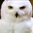 Hedwig_lives's profile image