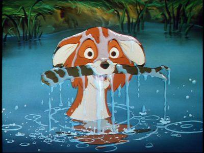 I'm Tod, a fox, all grown up, I'm house trained, and I'm able to live in the forest. Adopted by @VengefulLioness {multifandom}