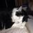 LuvMyBWKitty's profile image