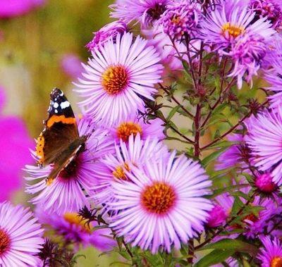 aydee411's profile picture. Licenciada en Biología. Mención Tecnología de Alimentos de la UCV