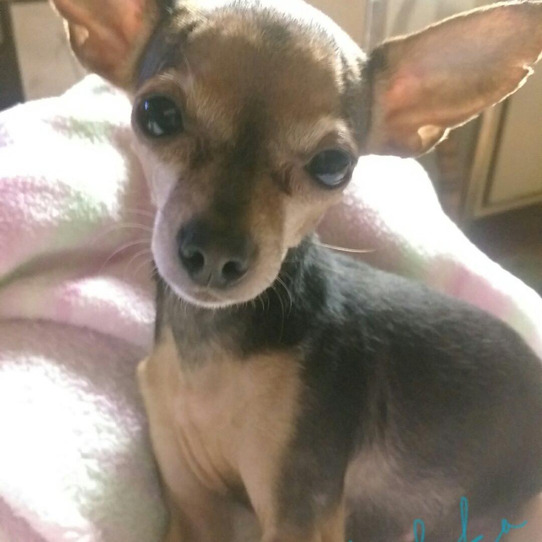 Tinydoggies's profile picture. 