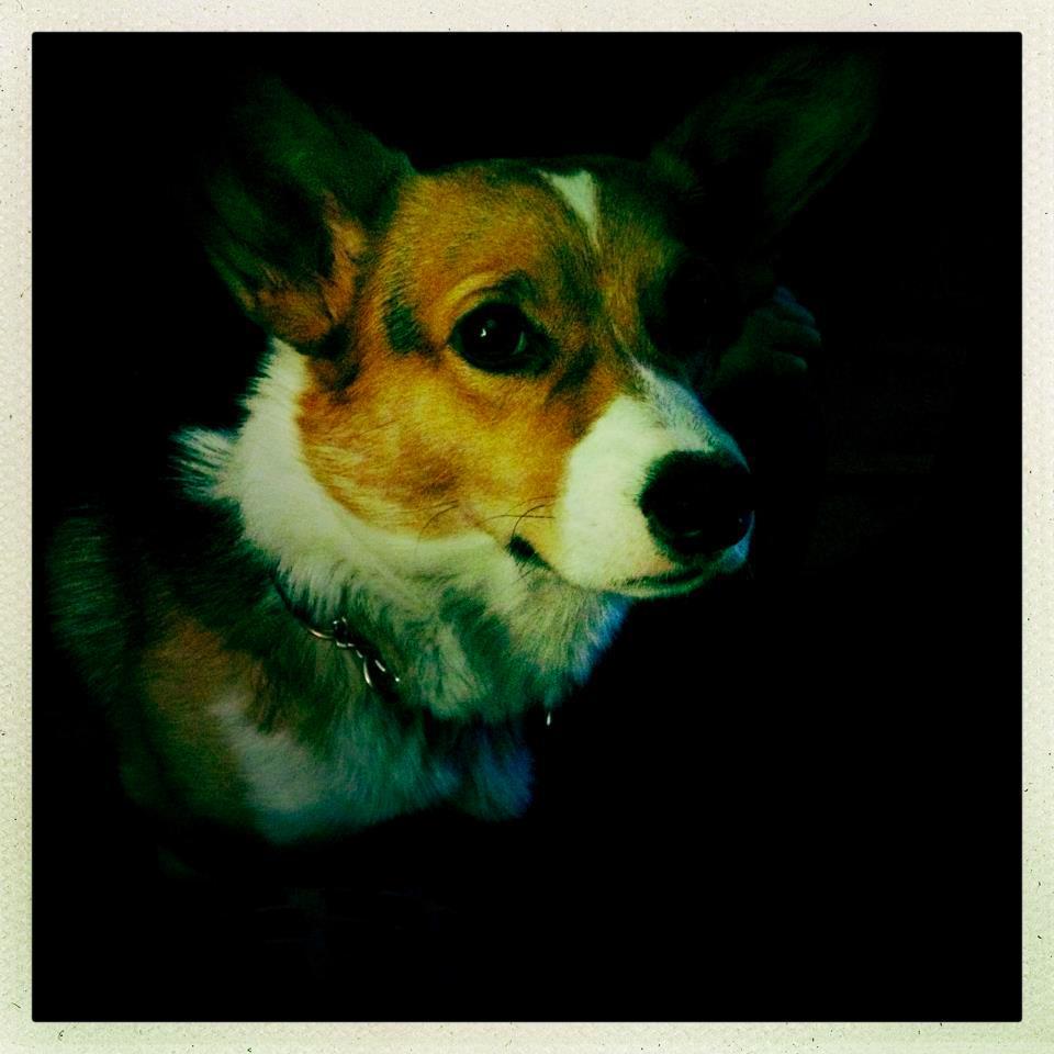 Chaser of rabbits, chewer of toys, lover of treats. Owner of @natzmarsh and @icemarsh
