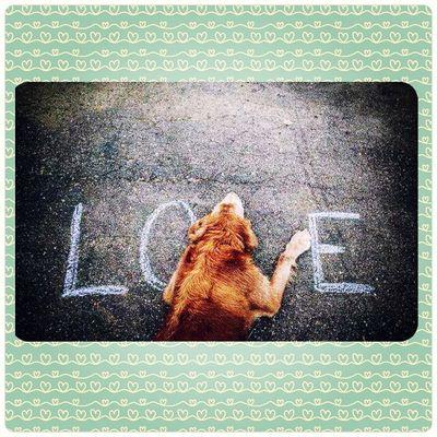 SolPipuna's profile picture. Amante de los animales