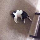 Elmer Stone - @Elmer1403 - Twitter