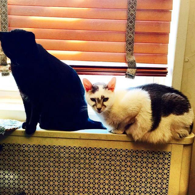 conniemozzer's profile picture. Our humanz say we should be social. So, we'z on the Tweeter! All tweetz are our own but typed by @thefoodduo. No opposable thumbs! #CatsofTwitter