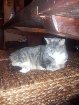 rosaterra77's profile picture. In Memory Of Piper, you were such a good cat. I miss you very much! I'm a Single Mom of a smart, beautiful little girl.