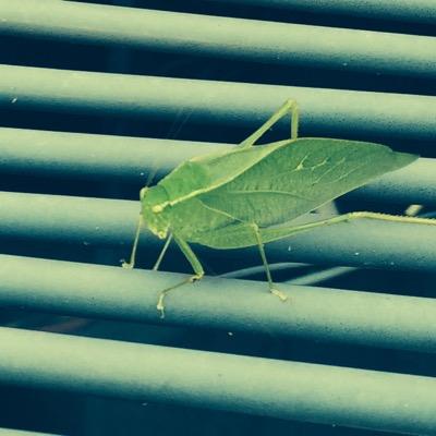 kyatanna's profile picture. 