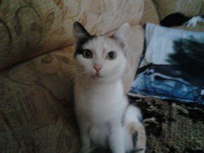 lenaanna426's profile picture. Моя Кошка Мурка а сама я Аня Загорская