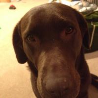 Laura (@lauraclue) 's Twitter Profile