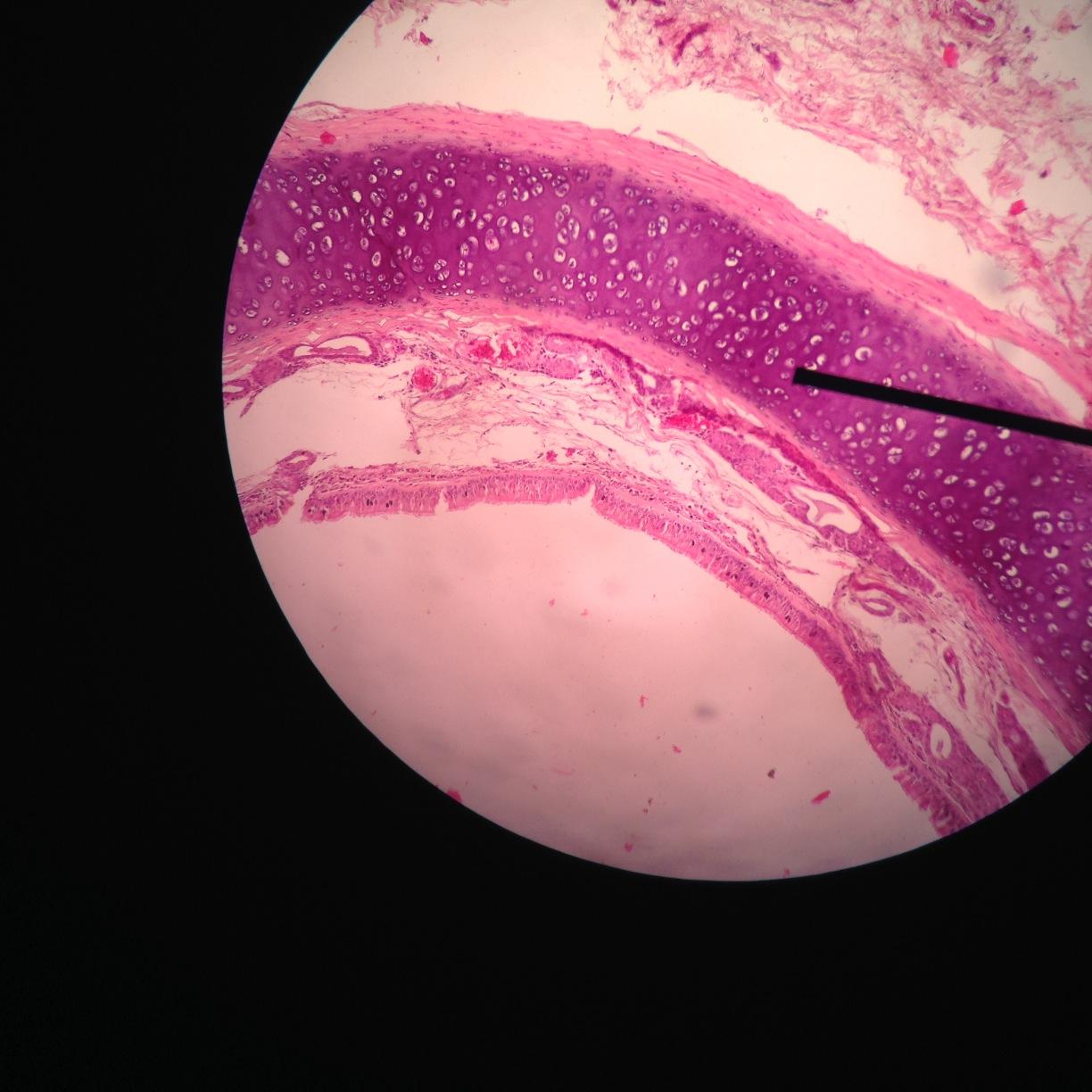 indaaah01's profile picture. 