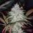 GanjaGraphics's profile image