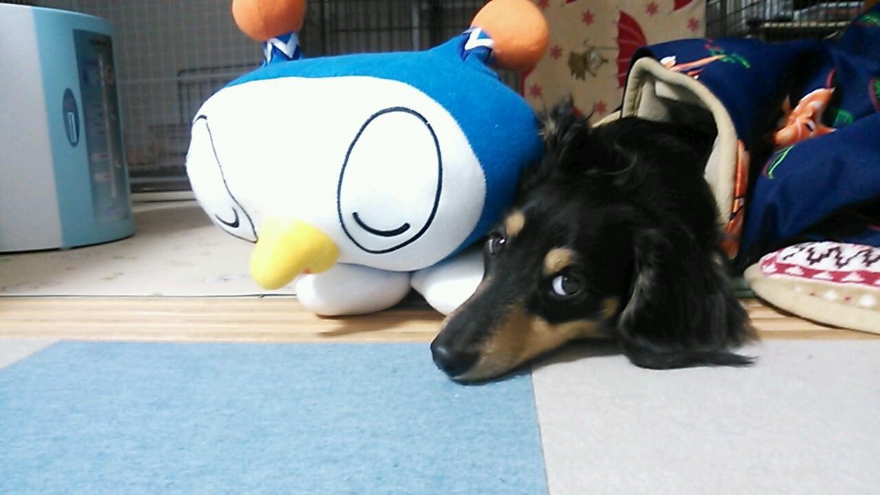 不死鳥伝説横浜ＦＣと東京ヤクルト燕団の応援中です!!KINGカズとｱﾝｶﾞｽﾔﾝｸﾞと愛犬のダックスと愛猫も！