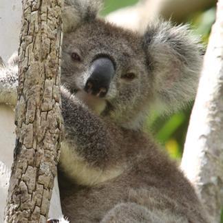 North East Forest Alliance (NEFA) (@forests4ever) / Twitter North East Forest Alliance (NEFA) (@forests4ever) / Twitter