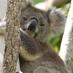 North East Forest Alliance (NEFA) (@forests4ever) Twitter profile photo
