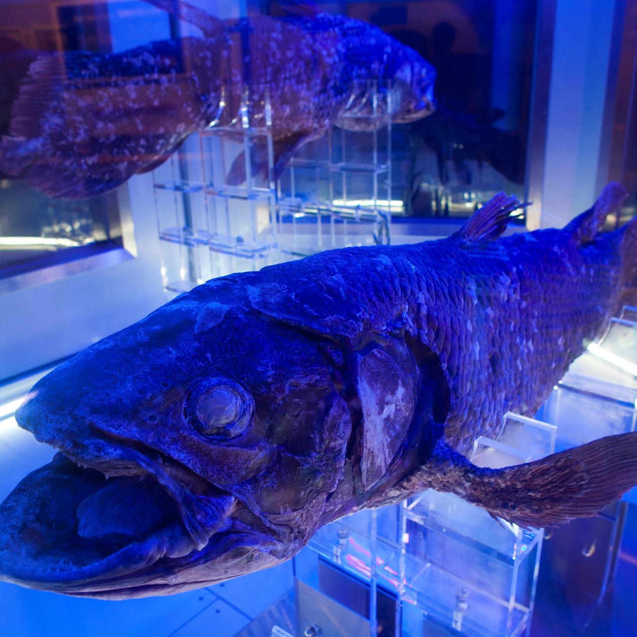 沼津港深海水族館　館長のつぶやき