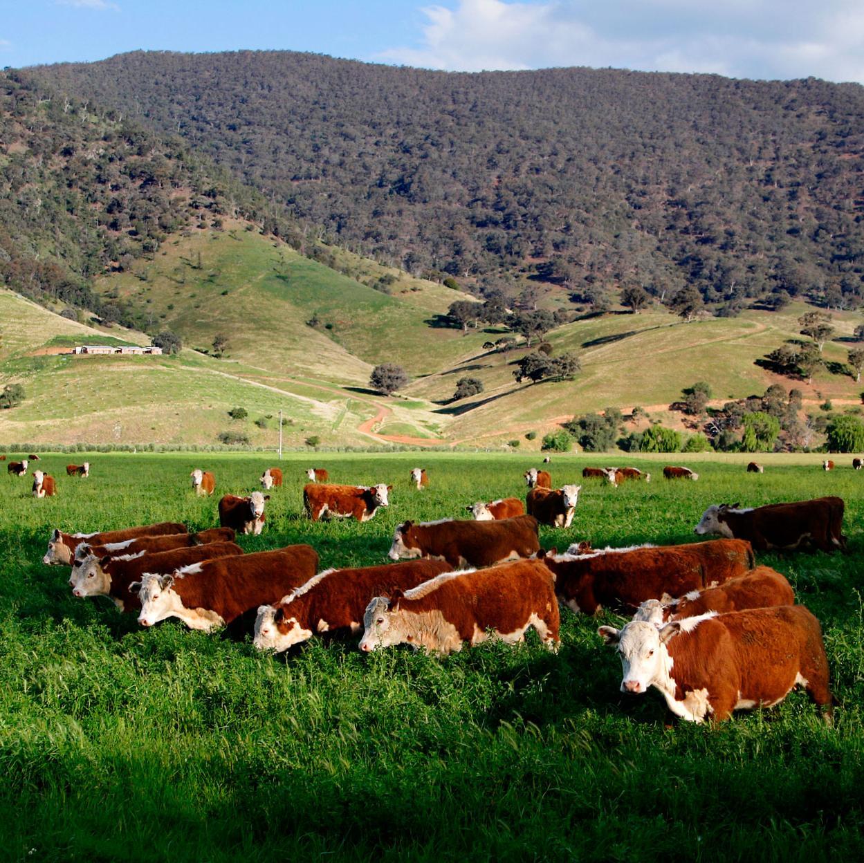 ausfoodthought's profile picture. An everyday insight into Australia's food future