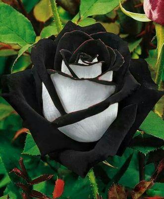 Former Lover. Reptile Reincarnate. Non-Conformist.