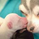 Ron McGee - @Autumns_Fan - Twitter