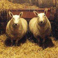 Blackshaw Cheviots (@cheviotsheeps) 's Twitter Profile