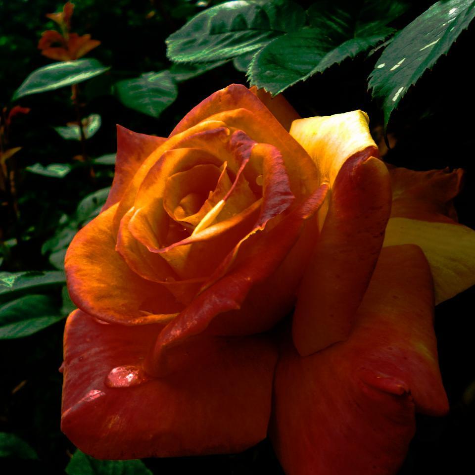 fangirlprinces8's profile picture. Just a normal fangirl who like writing and science.