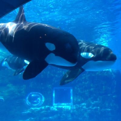 ニンジャヘッズな医師免許持ちモータル/アンダーガイオンでバイオ生物と戯れていた無軌道大学生が学士編入・ジツで暗黒メガ医大へ/医師よりも生物学徒でありたい/動物学とゴジラと世界史が好き/アークナイツ脳筋ドクター/理系とーく(@RikeiTalk)メンバー/ニンジャスレイヤー全エピソードアニメ化はまだですか