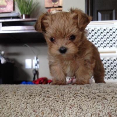you are as cute as the puppy in my icon 
(^-^)