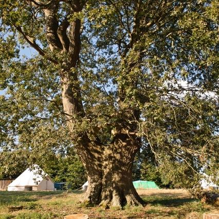 A beautiful hidden campsite in the heart of Dorset less than 2 miles from the centre of Wimborne.