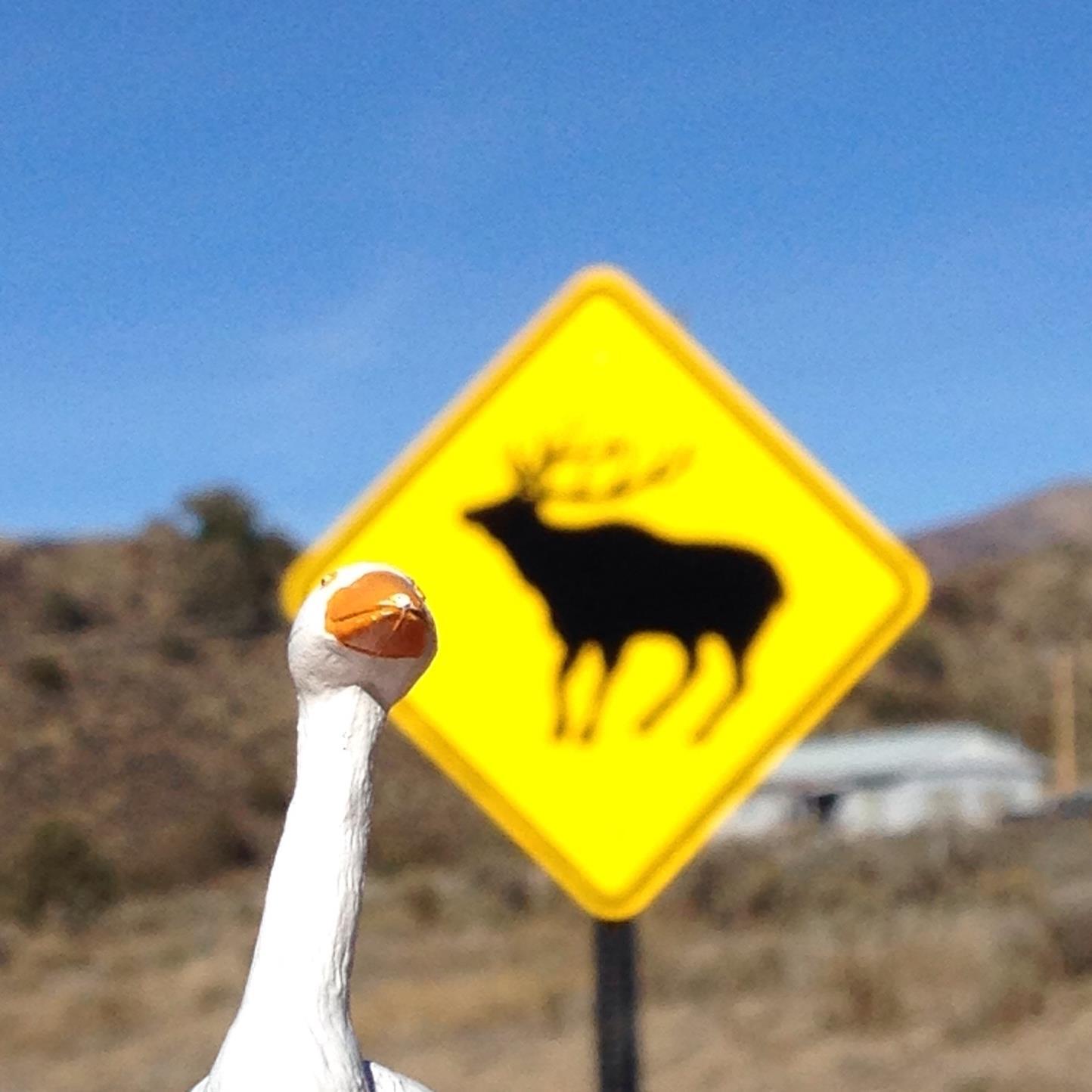 RuncibleGoose's profile picture. I'm a goose. These are my tales.
Created by @ellenvrana