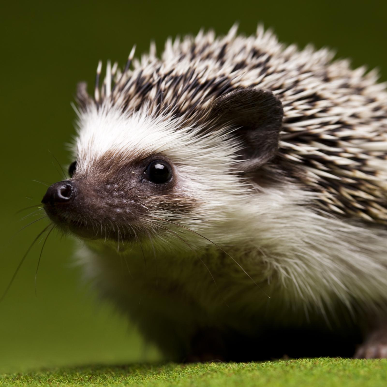 64hstn468's profile picture. 