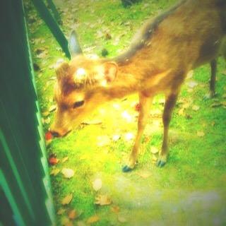 wappypoppy's profile picture. 遅咲きの美容師。北陸在住。ペットはウサギのチロル🐰