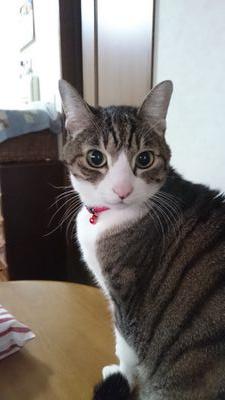 双子座かつAB型