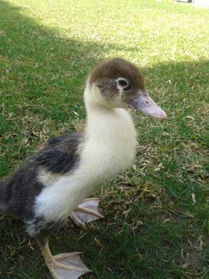 WTF DUCK WHAT ARE YOU DOING!?