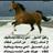 alharbi1430's profile image