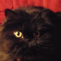 Valentine (@noirkittymews) 's Twitter Profile Photo