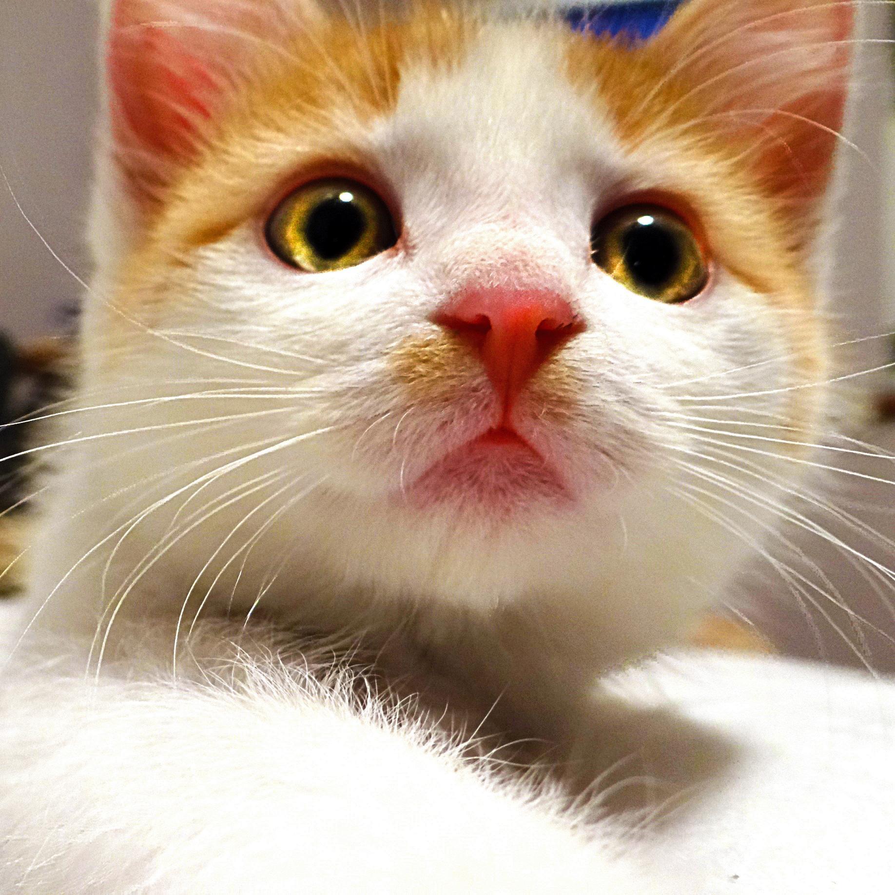 Meow! I am Theodore Thea VanCatt. I'm a super sassy crazy little feline who just loves to play... and sleep... and do cat stuff!! RAWR!!!
