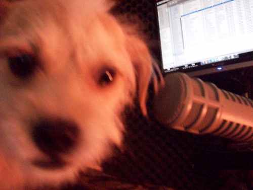 I am a dog and a disc-jockey on Houndstooth Radio. I like to catch balls, and chew bones. My favorite band is The Black Keys.