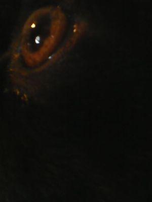 Eye Food Man