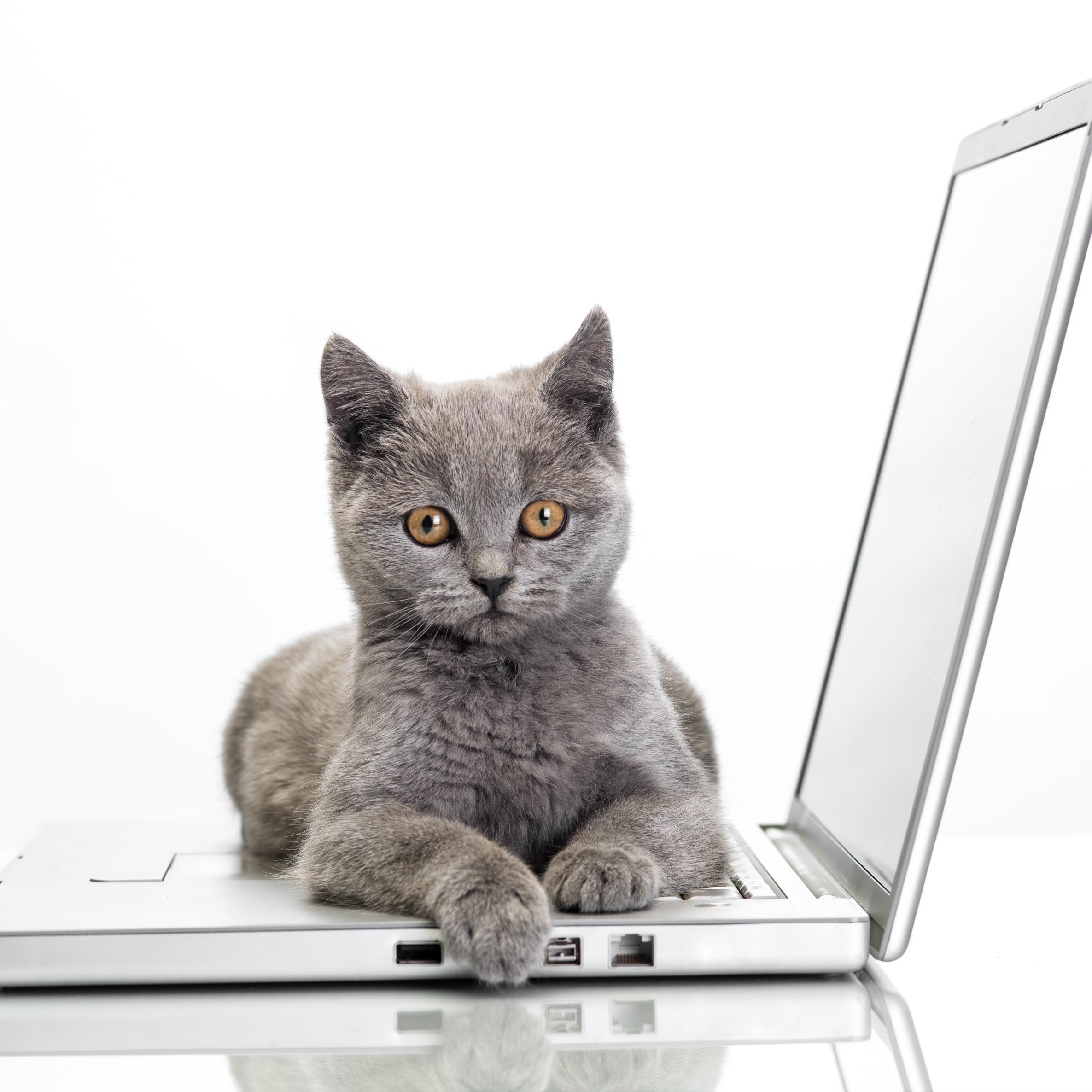 I'm @SecAwareCo's Security Cat. I fight mice & cyber crime! You gotta be kitten me, did you just open that phishing email?!