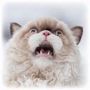 Chris Bornhoft - @ChrisBornhoft - Twitter