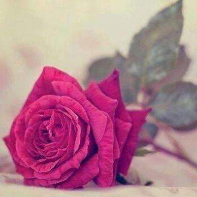 ‏‏‏‏بالعلم نرقى سلم الاحلام