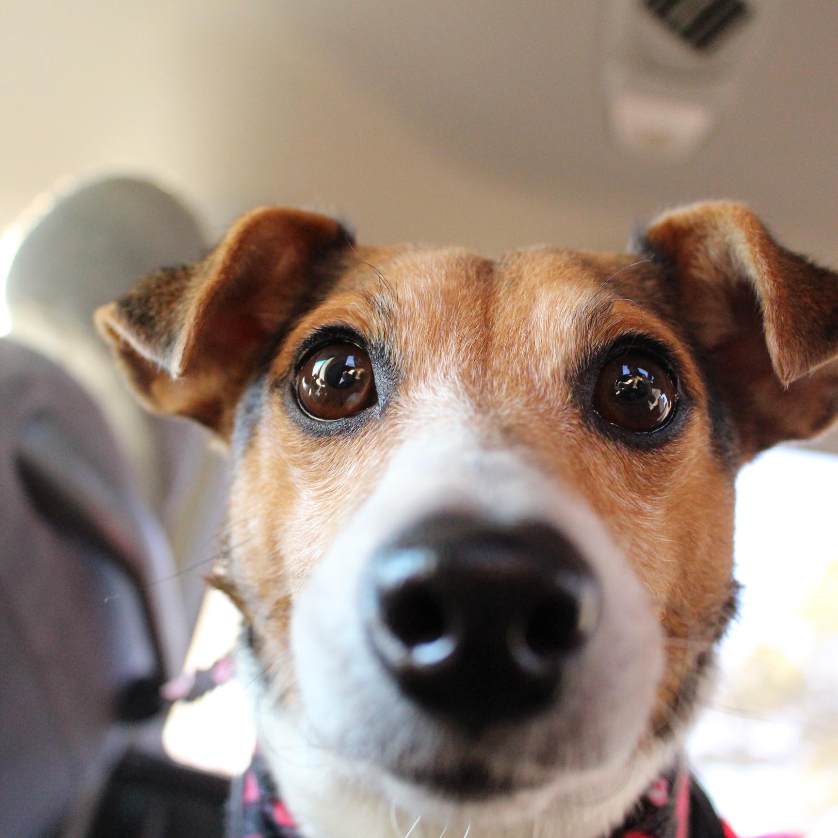 Sam is a multi-talented 7 year old Jack Russell she loves performing tricks, and canine freestyle.