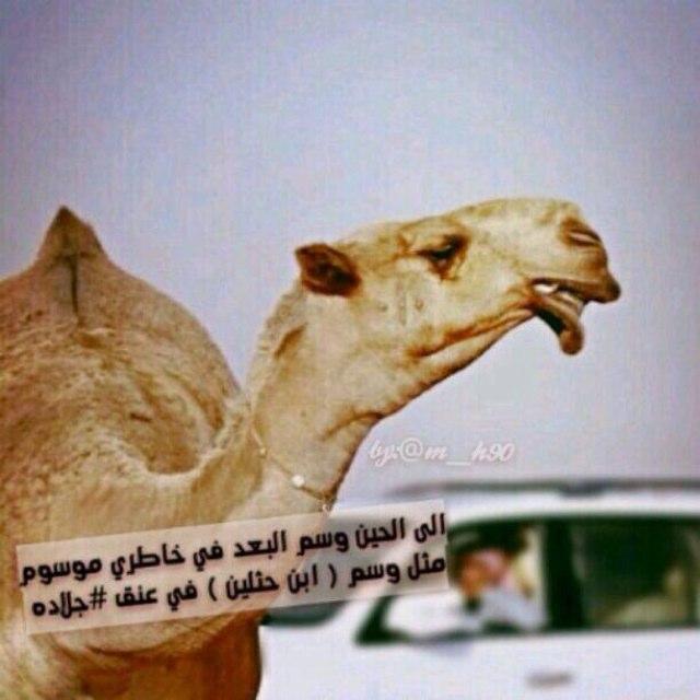AlhbFd Profile Picture