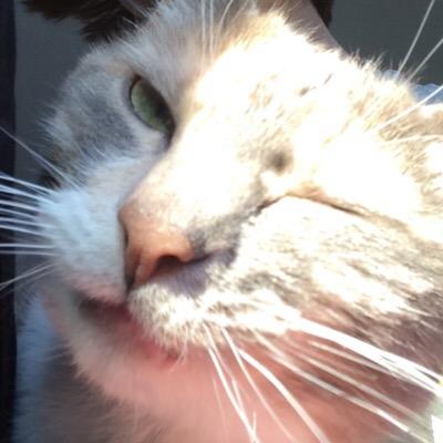 Cats? Cats.