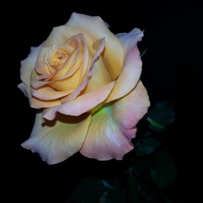 kaljuhaiman's profile picture. *وإِذَا الشَّدَائِدُ أقْبَلَتْ بِجُنُودِهَا.*
*والدَّهْرُ مِن بعْدِ المسَرَّةِ أَوْجَعَكْ*.
 🌹